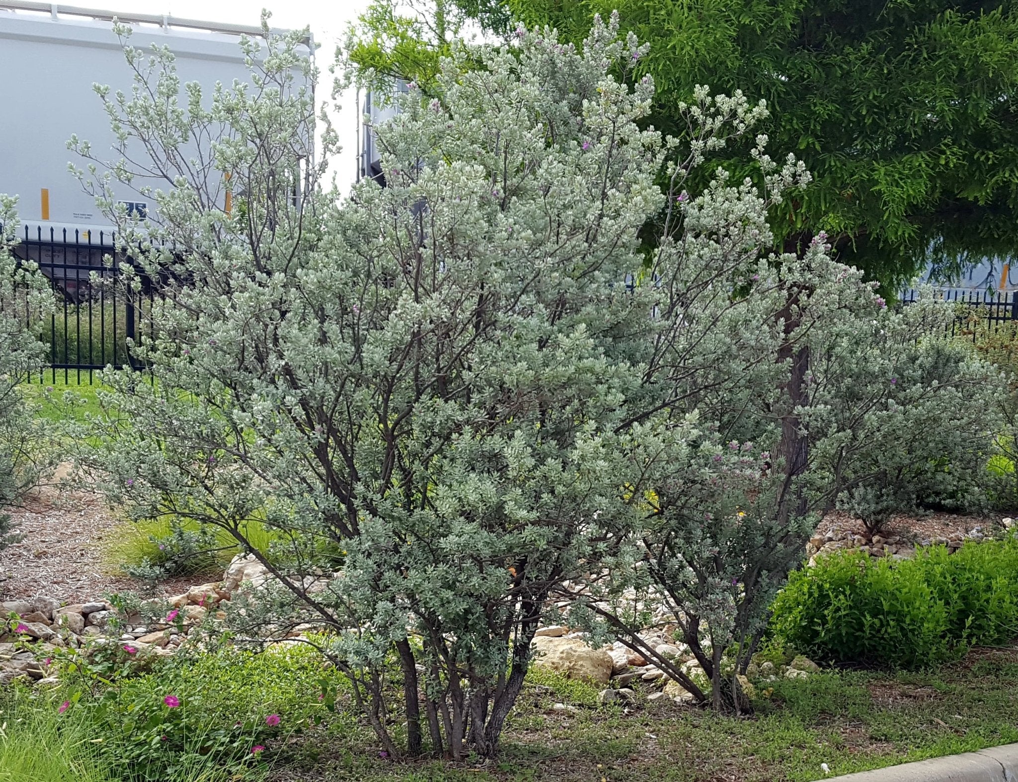 Dwarf Texas Sage Bush