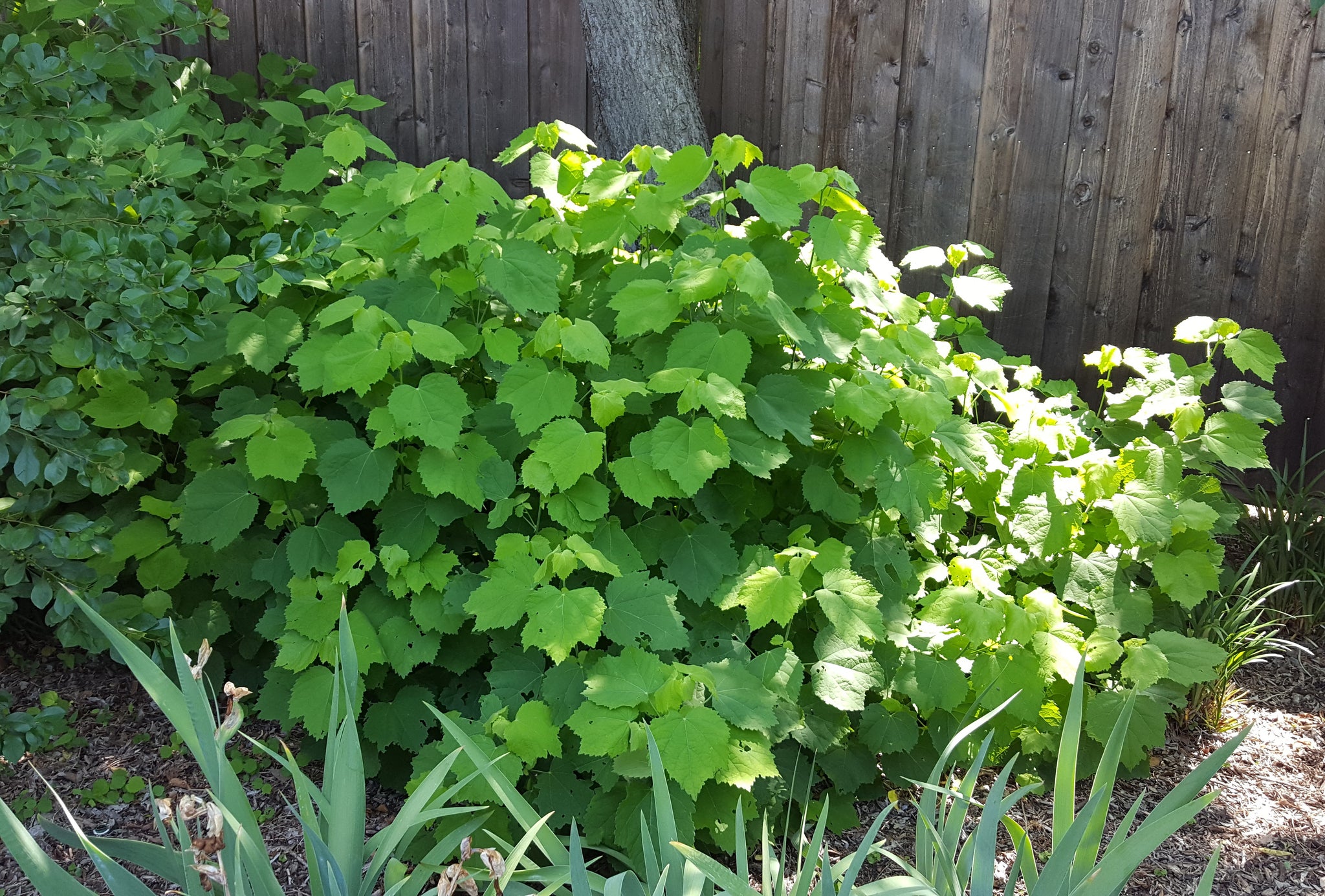 Malvaviscus arboreus var. drummondii (Turk's Cap) – Eco Blossom Nursery