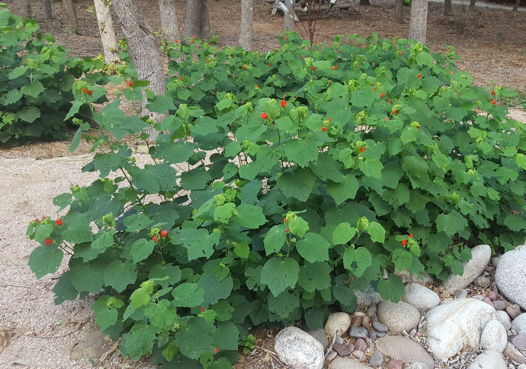 Turk's Cap Malvaviscus arboreus var. drummondii (Turk's Cap) – Eco Blossom Nursery