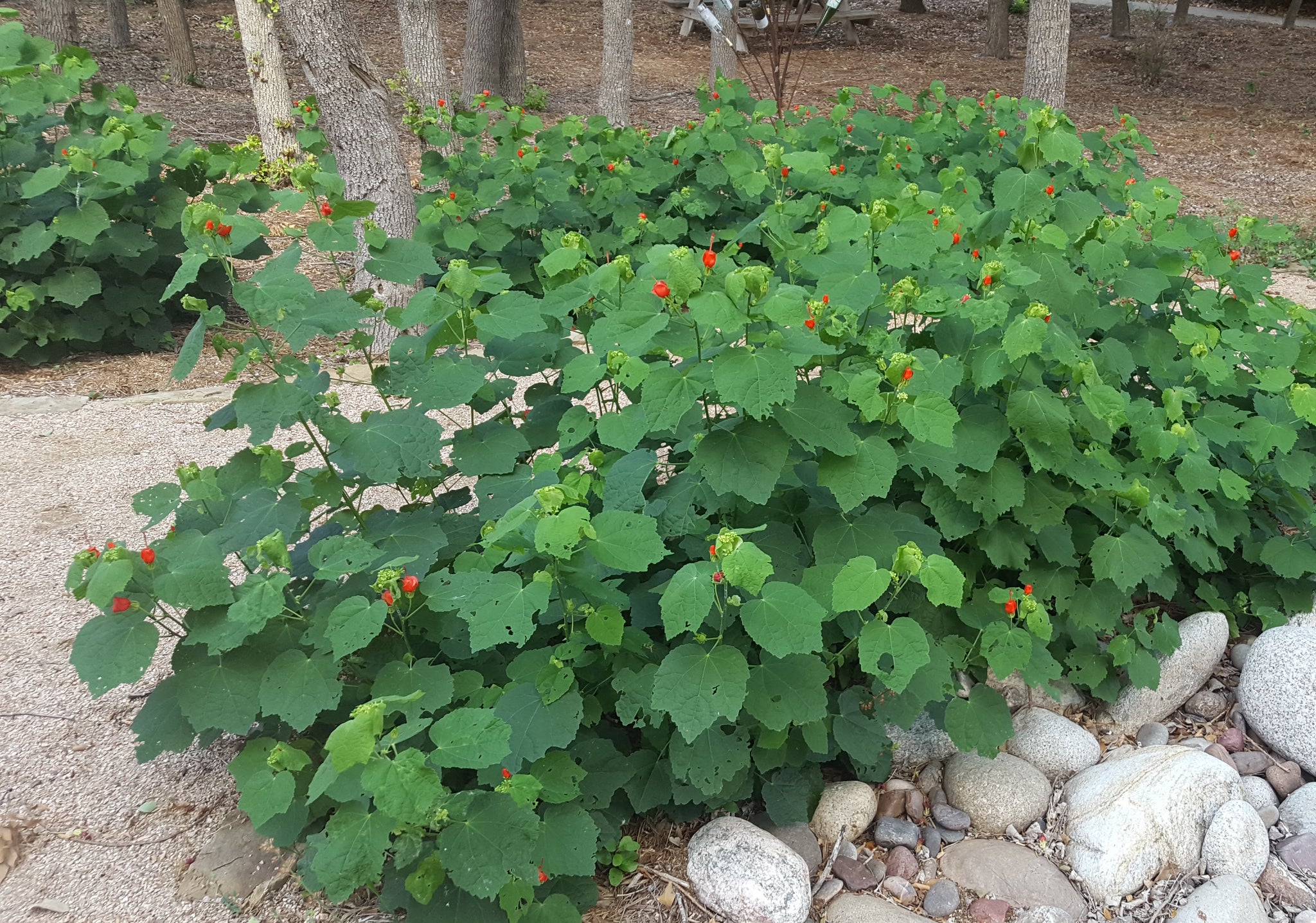 Malvaviscus arboreus var. drummondii (Turk's Cap) – Eco Blossom Nursery