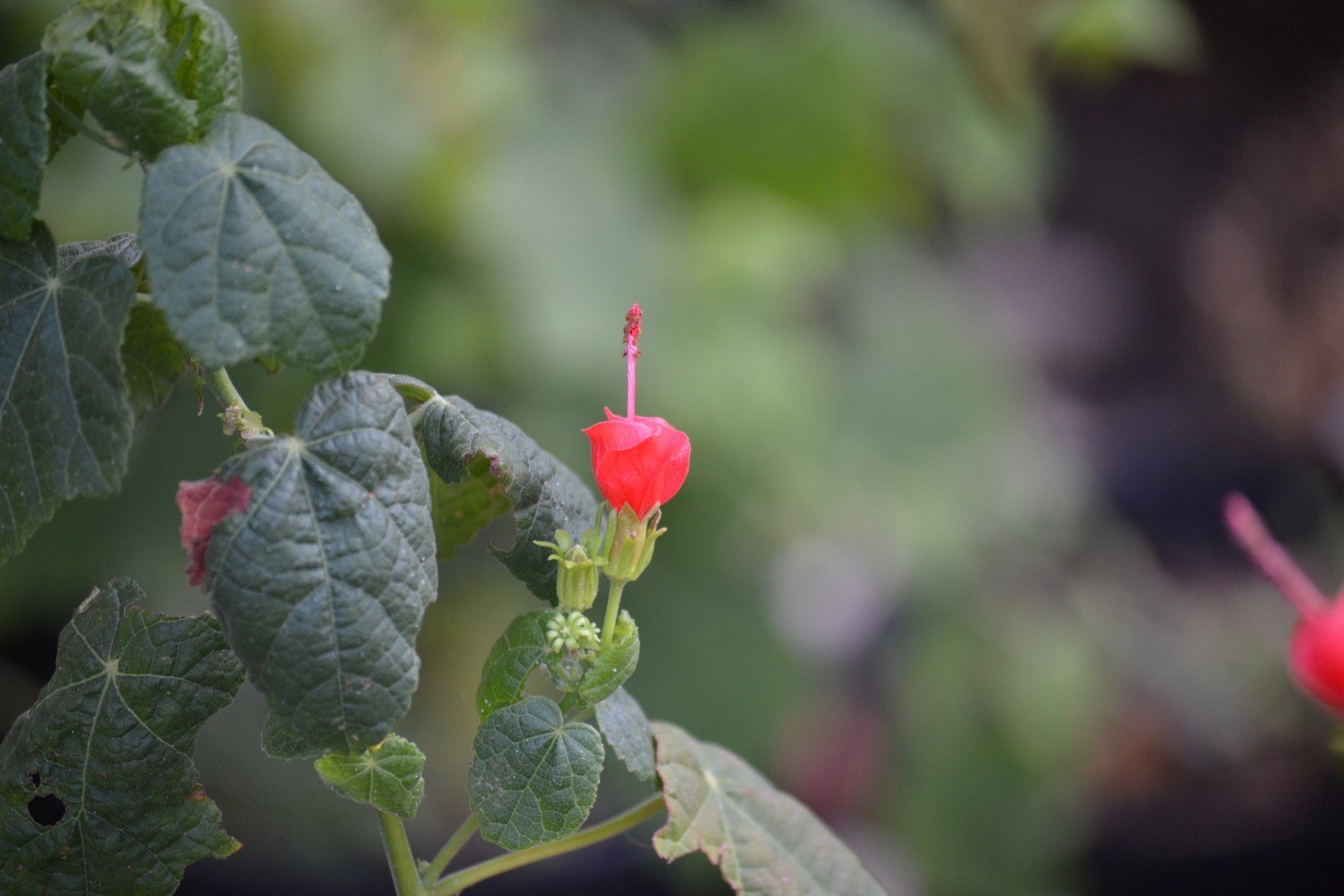 Malvaviscus arboreus var. drummondii (Turk's Cap) – Eco Blossom Nursery
