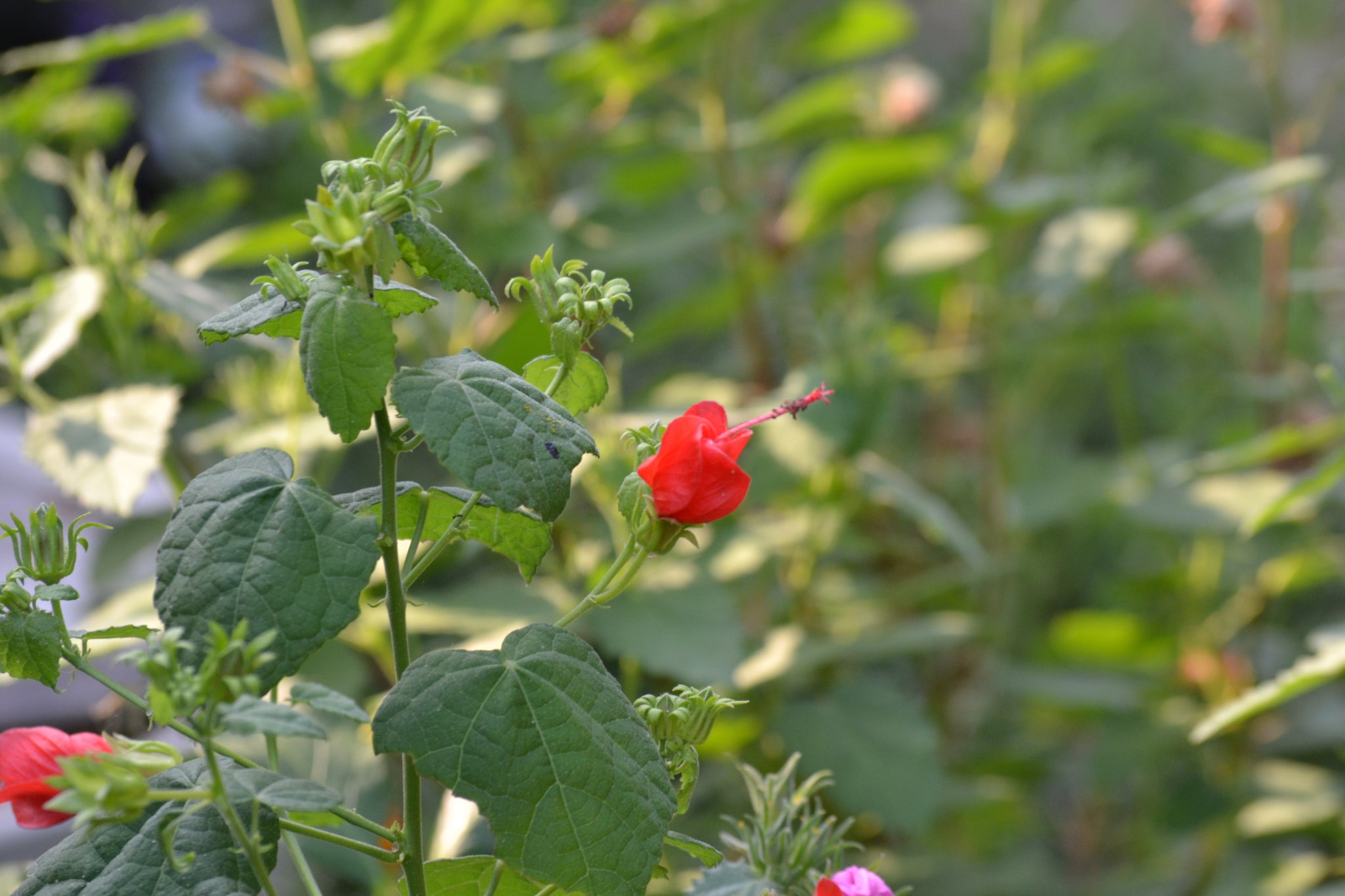 cap plant Malvaviscus arboreus var. drummondii (Turk's Cap) – Eco Blossom Nursery