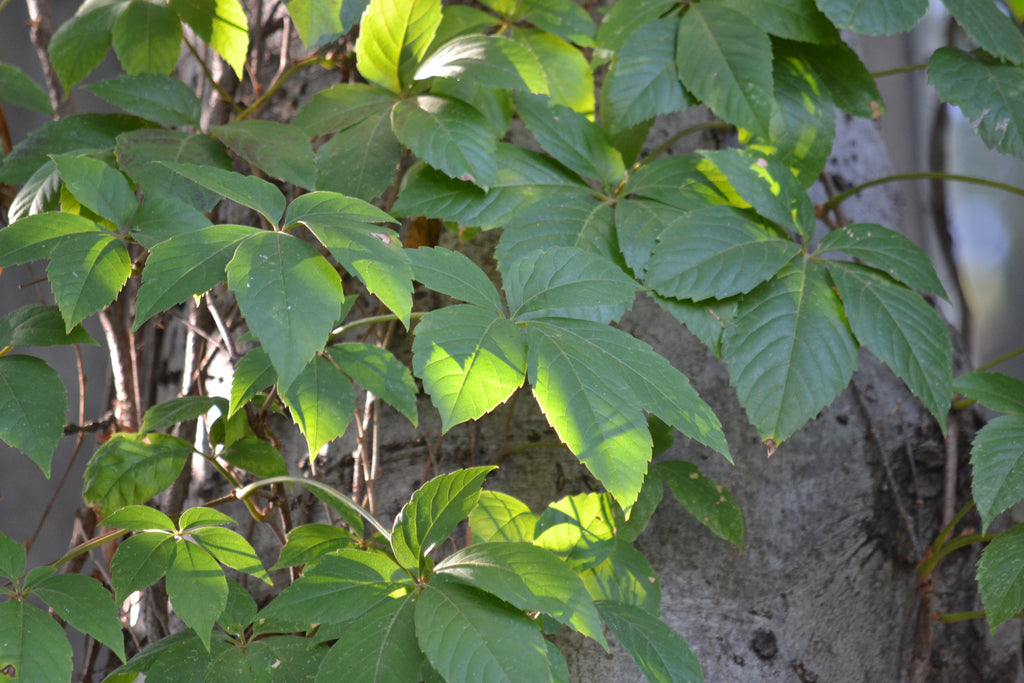 Virginia creeper (Parthenocissus quinquefolia)