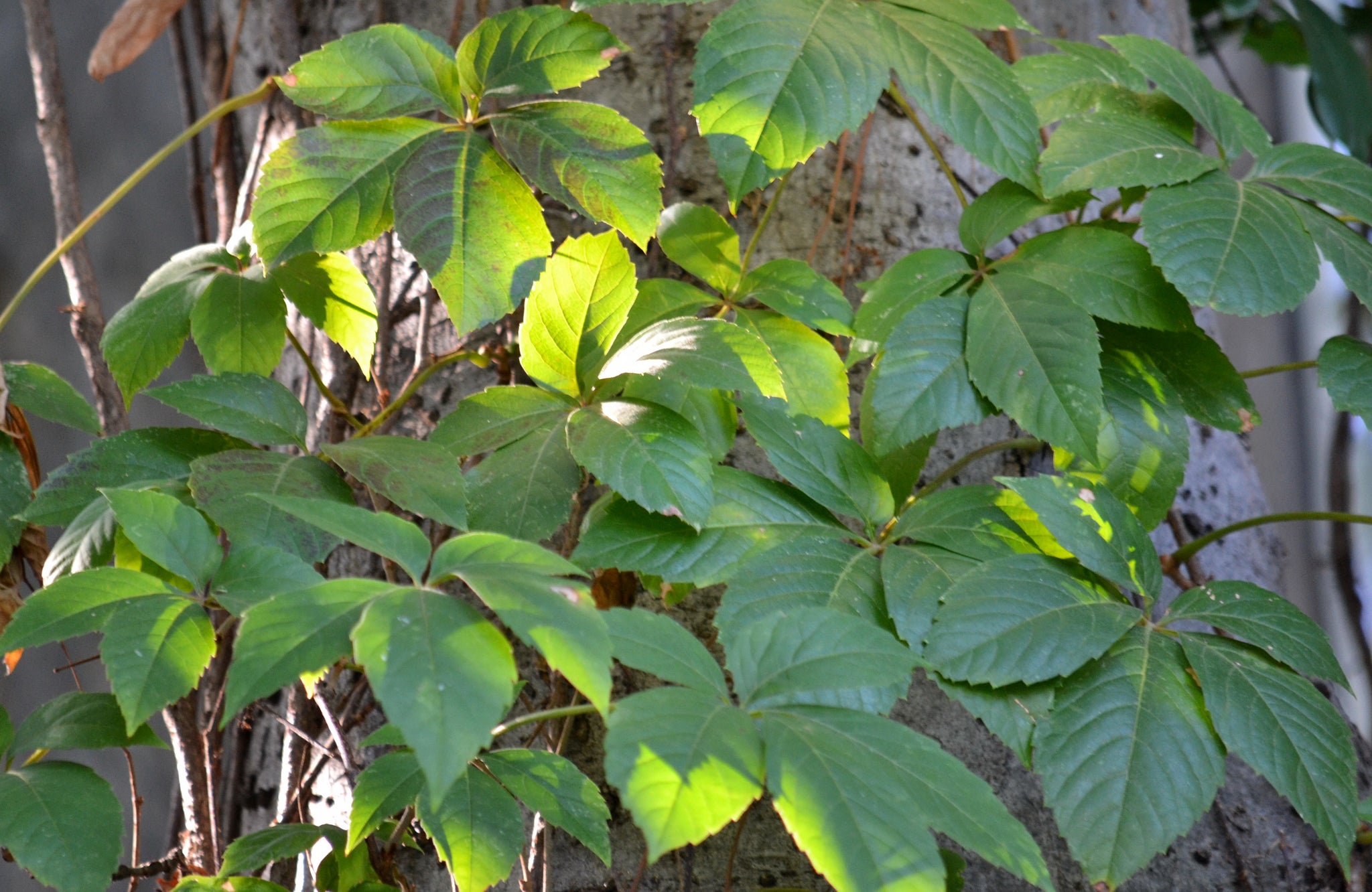 Parthenocissus quinquefolia (Virginia Creeper)