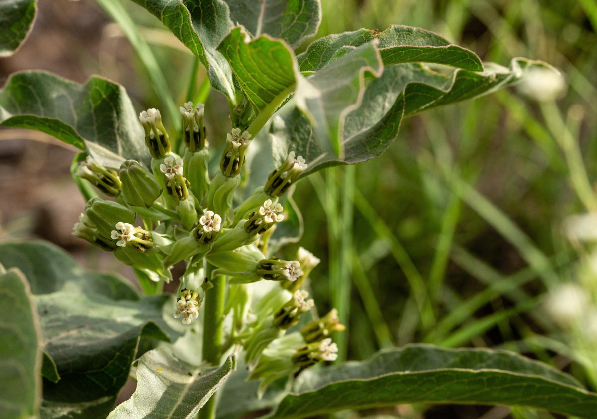 Zizotes Milkweed (Asclepias oenotheroides)