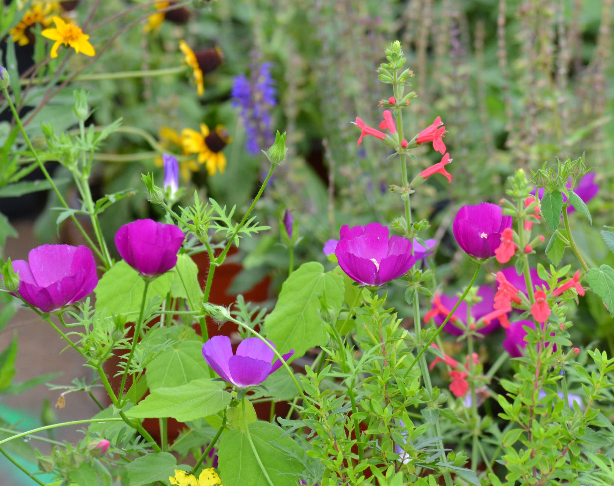 wine cup flower seeds Callirhoe involucrata (Winecup) – Eco Blossom Nursery