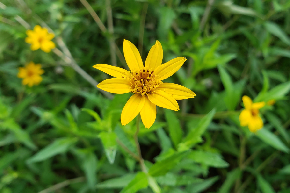 Wedelia acapulcensis var. hispida (Zexmenia) – Eco Blossom Nursery