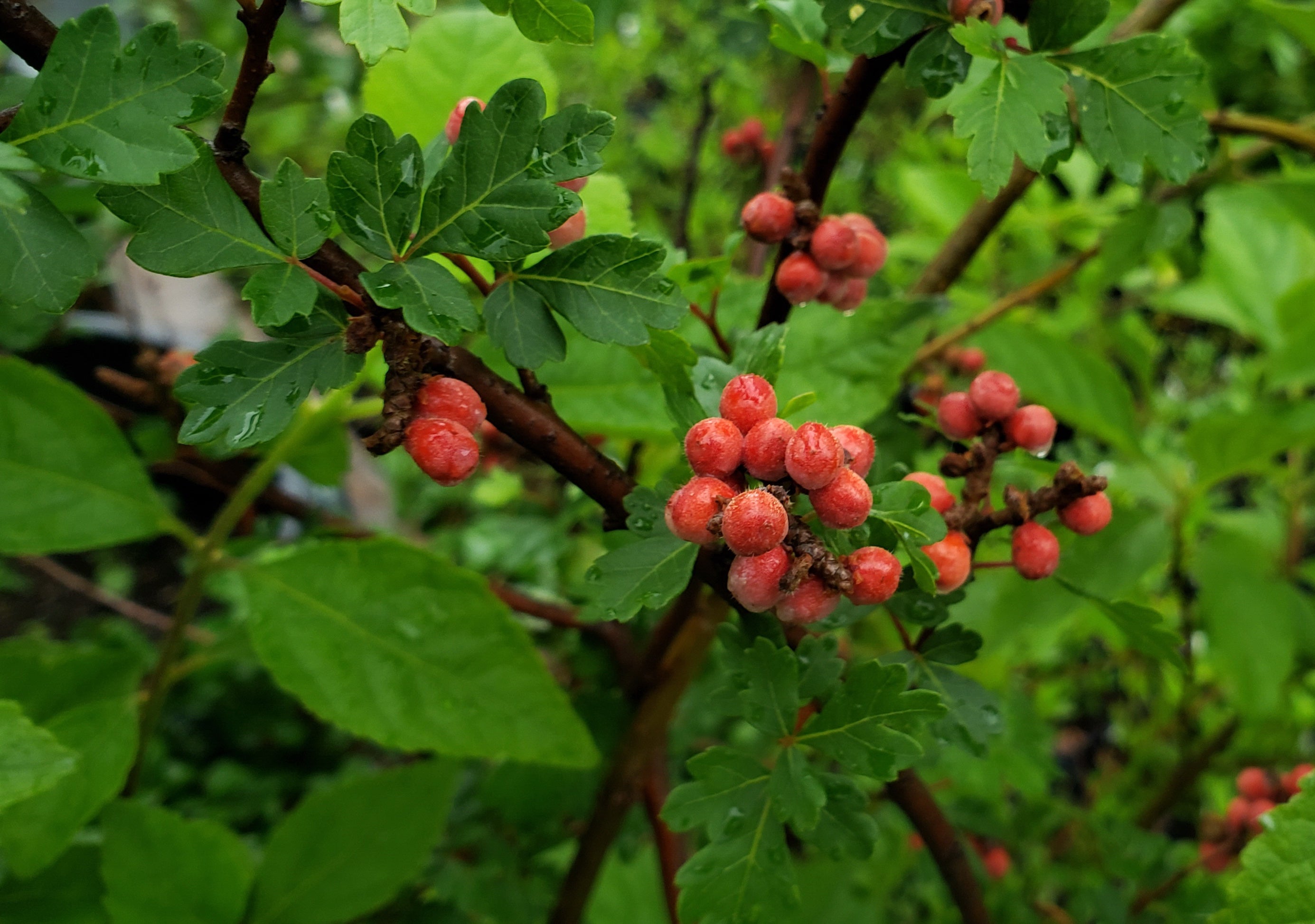 sumac plant Rhus aromatica (Aromatic Sumac) – Eco Blossom Nursery