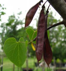 plant redbud seeds Cercis canadensis var. texensis (Texas Redbud) – Eco Blossom Nursery