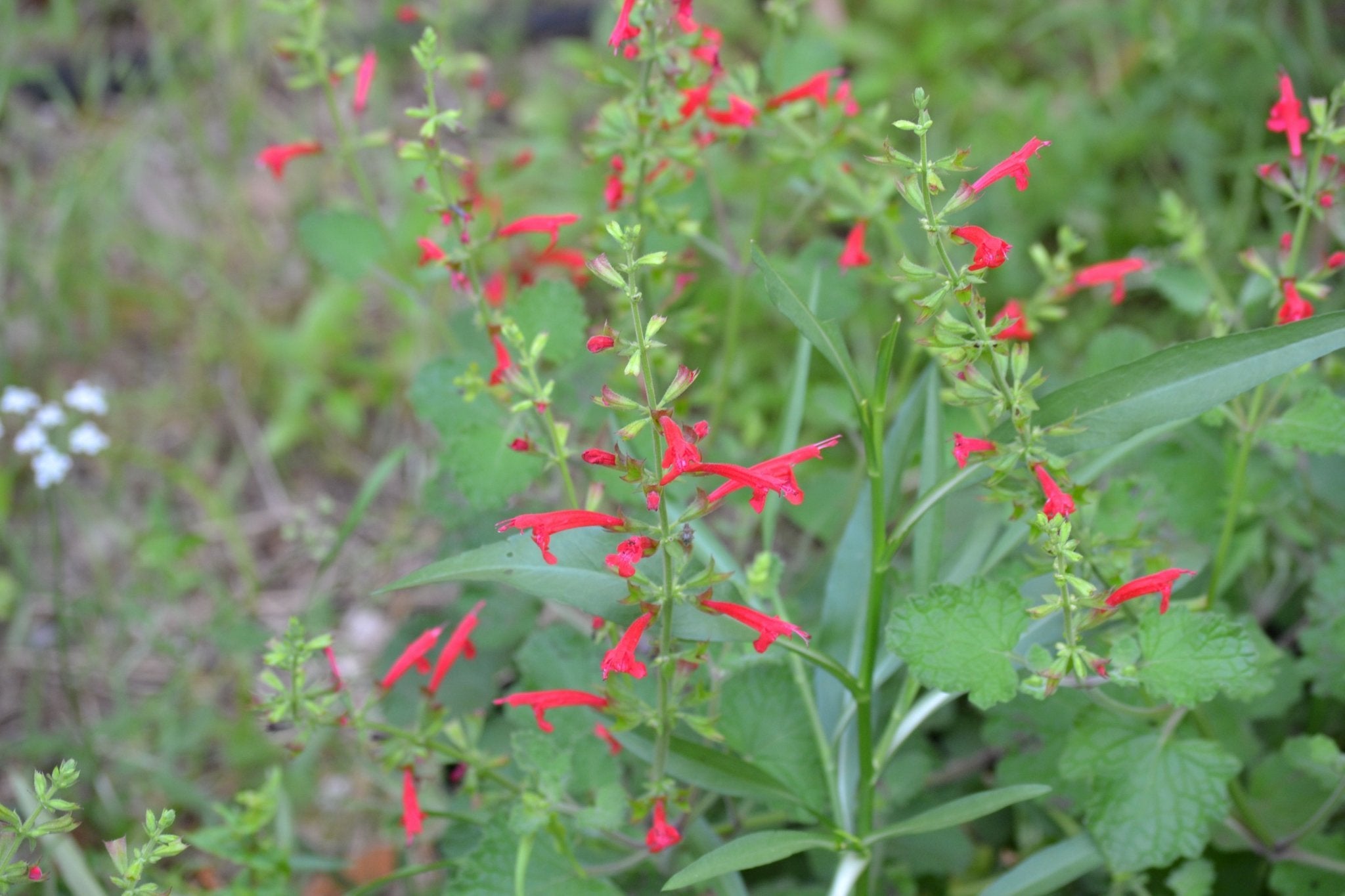 Sage, cedar (Salvia roemeriana)