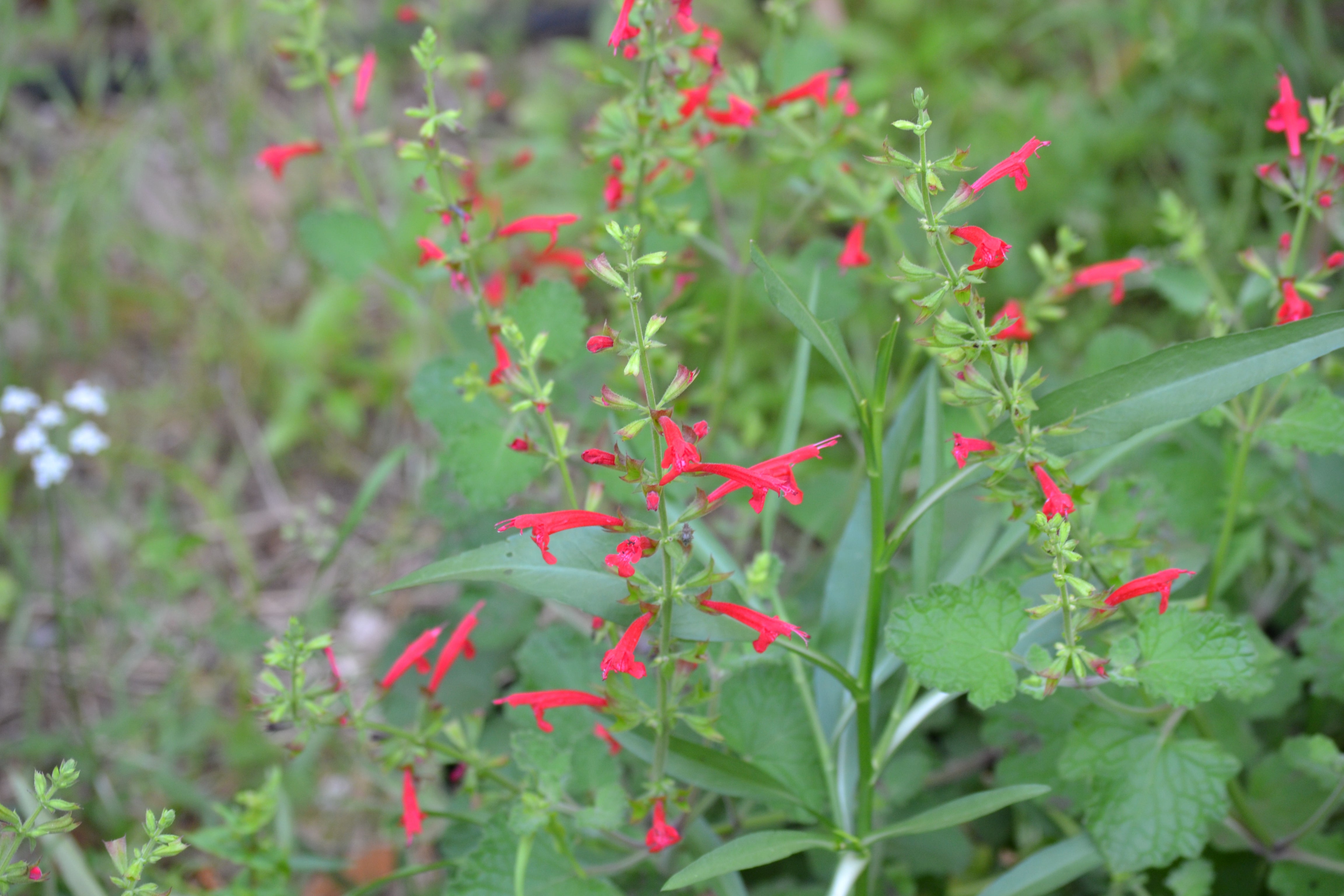 Salvia roemeriana (Cedar Sage) – Eco Blossom Nursery