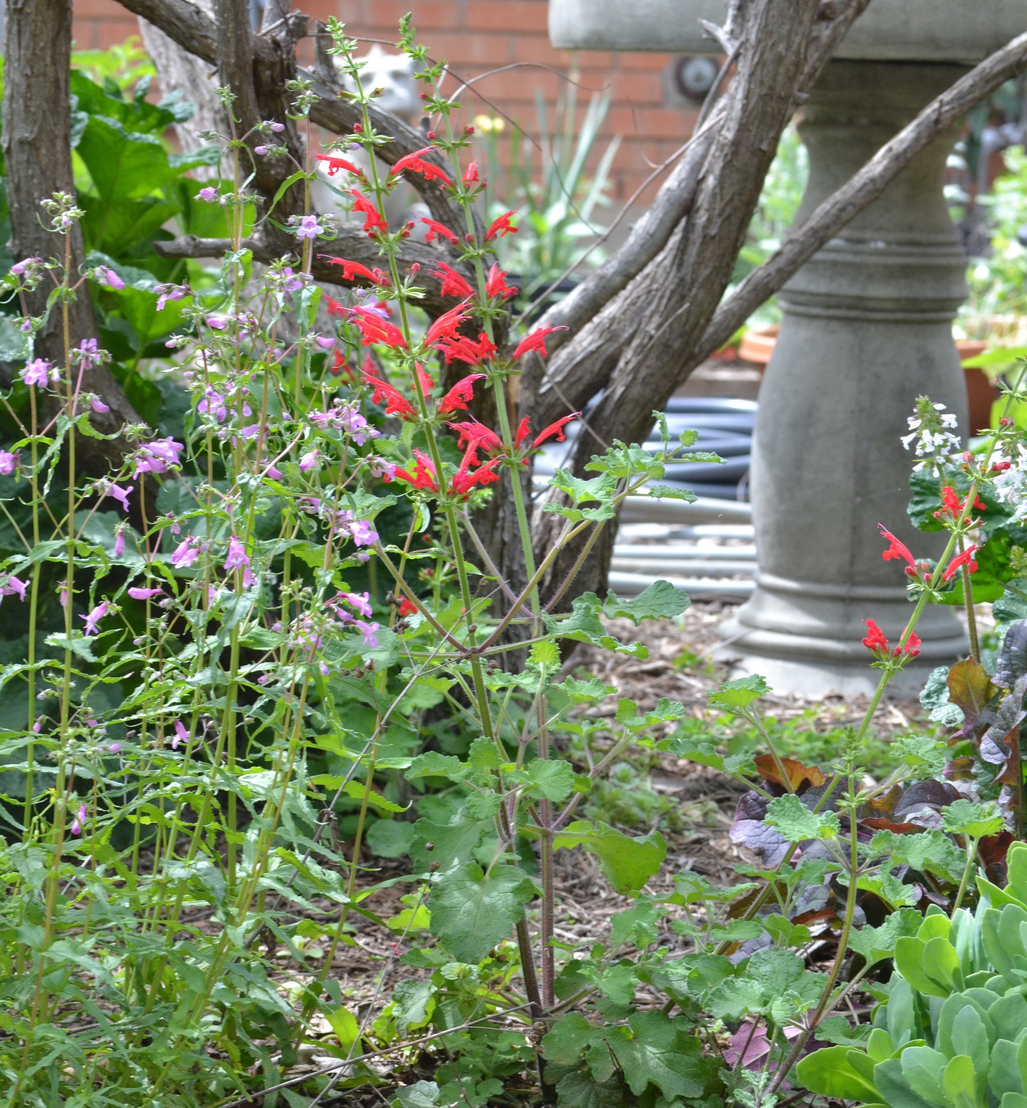 Salvia roemeriana (Cedar Sage) – Eco Blossom Nursery