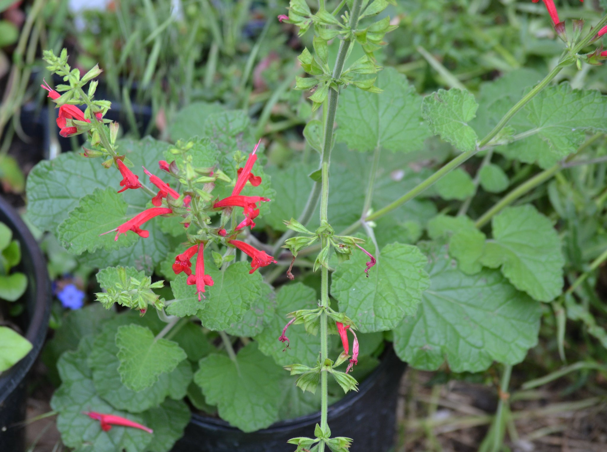 Salvia roemeriana (Cedar Sage) – Eco Blossom Nursery