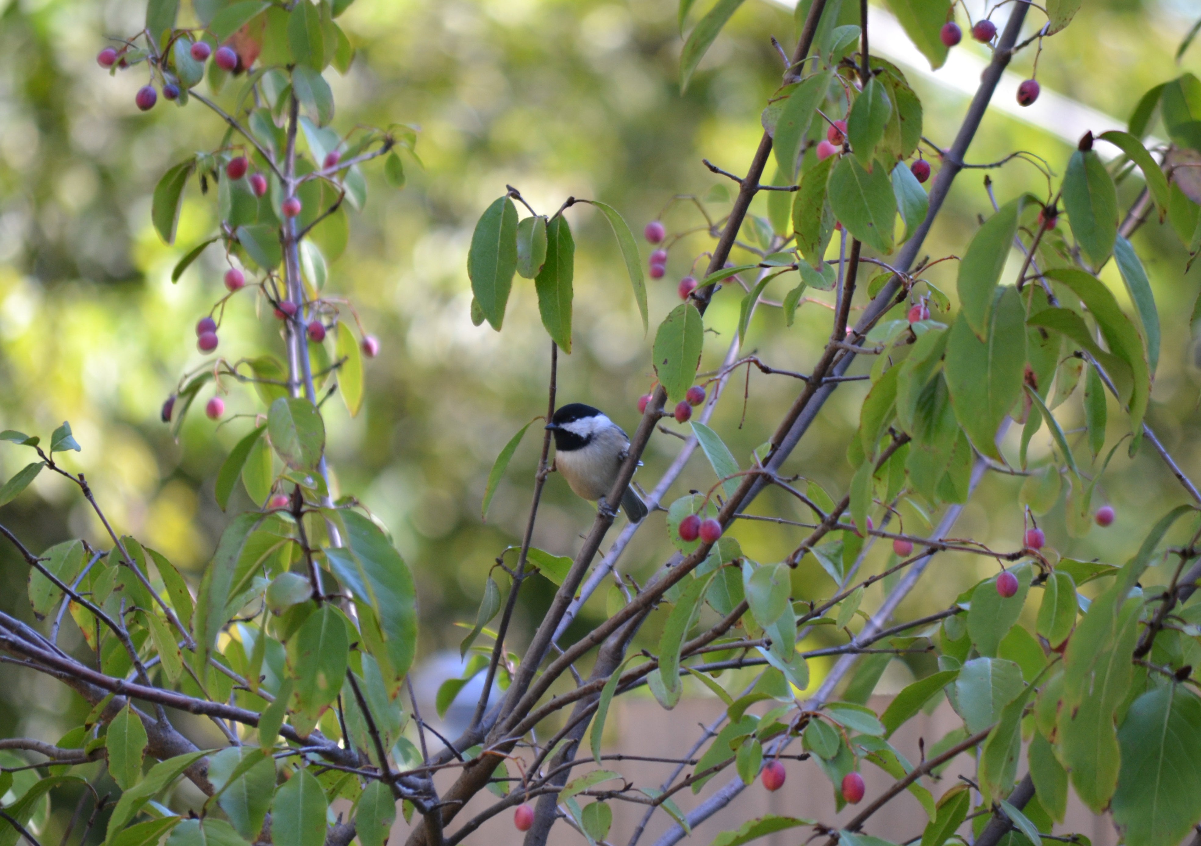 Viburnum rufidulum (Rusty Blackhaw Viburnum)