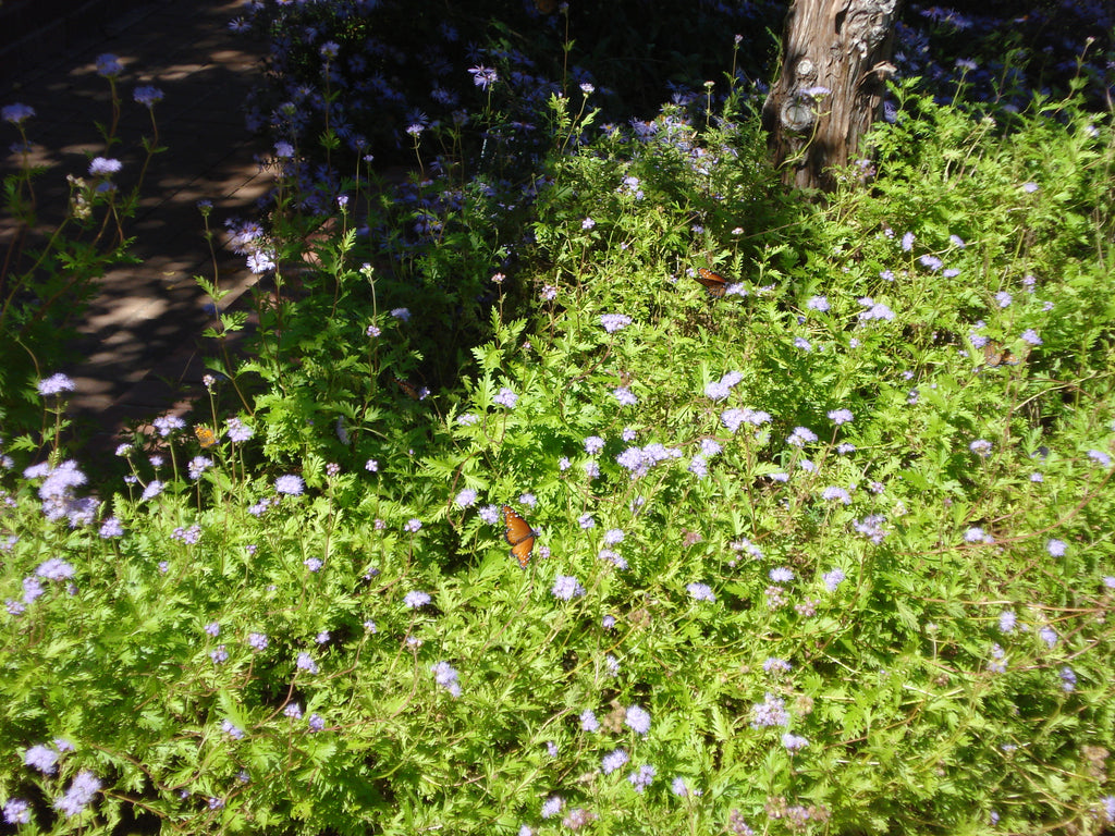 Gregg's Mistflower (Conoclinium greggii)