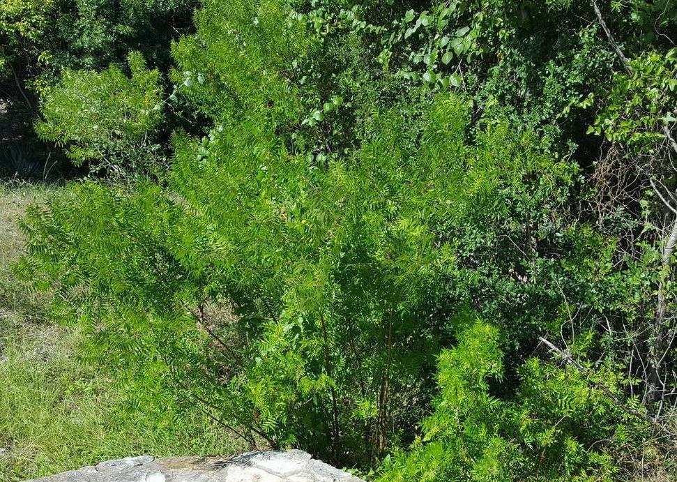 Rhus lanceolata (Prairie Flameleaf Sumac) – Eco Blossom Nursery