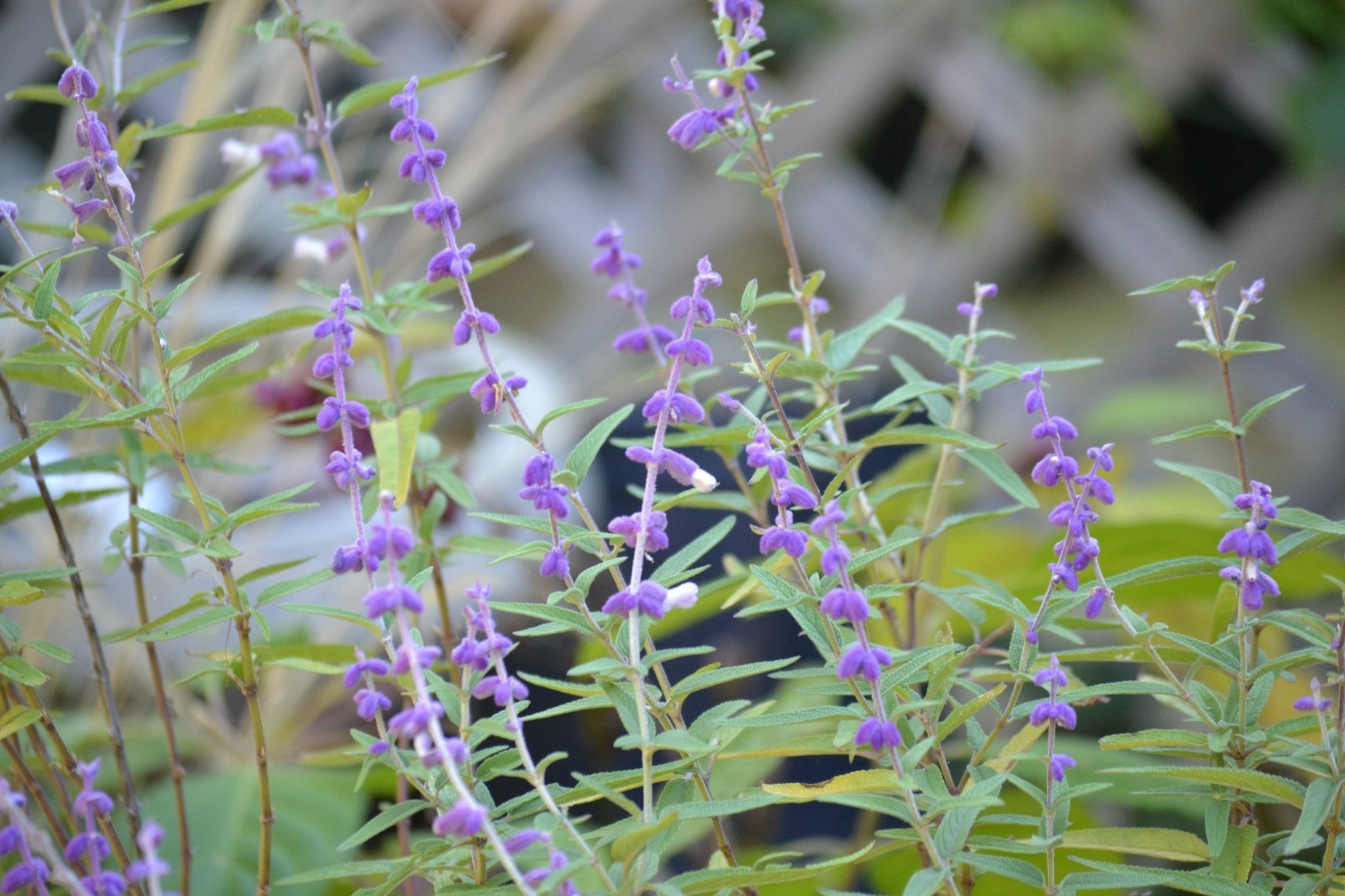 Mexican Bush Sage (Salvia leucantha)