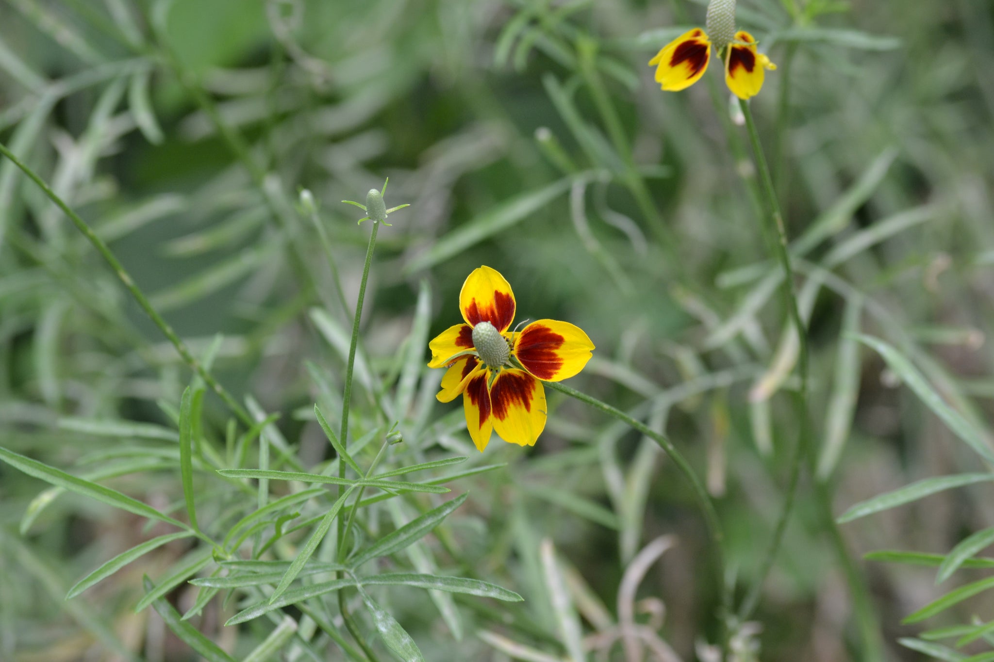 Ratibida columnifera (Prairie Coneflower) – Eco Blossom Nursery