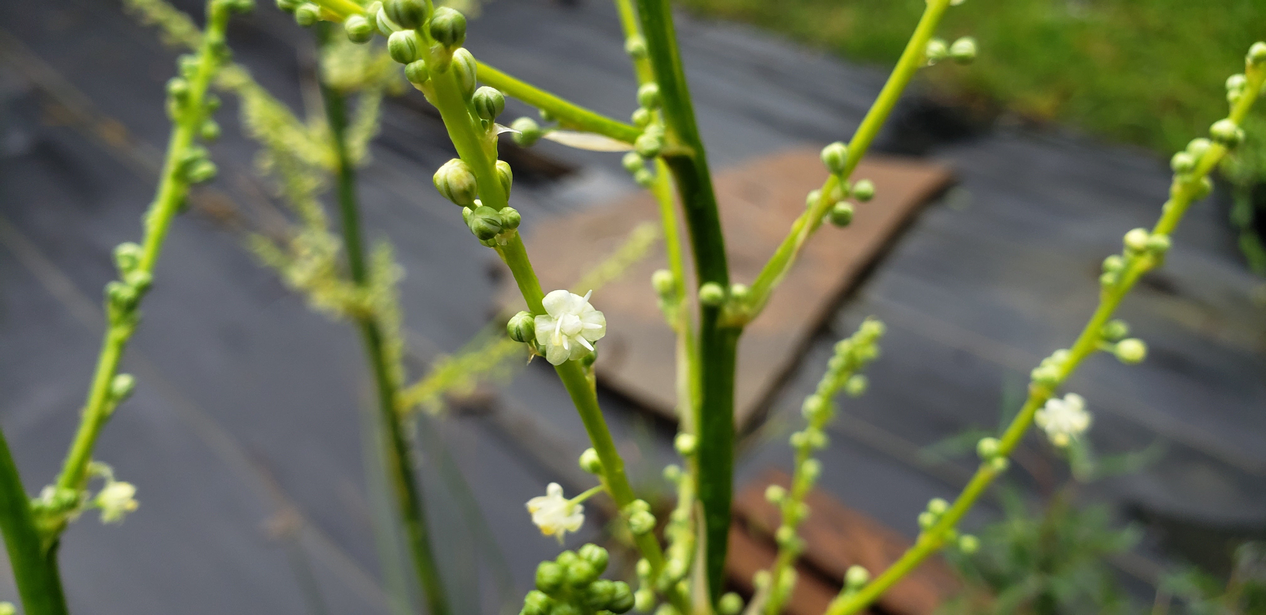 Nolina lindheimeriana (Lindheimer's Beargrass) – Eco Blossom Nursery