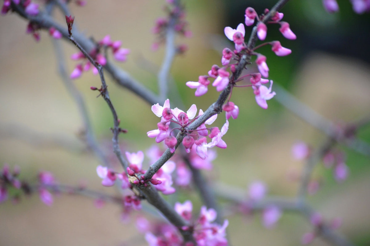 Texas Redbud in bloom