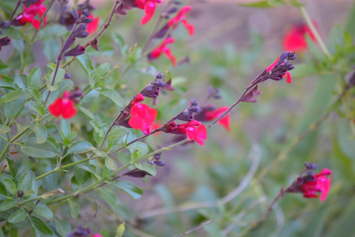Autumn Sage (Salvia greggii)