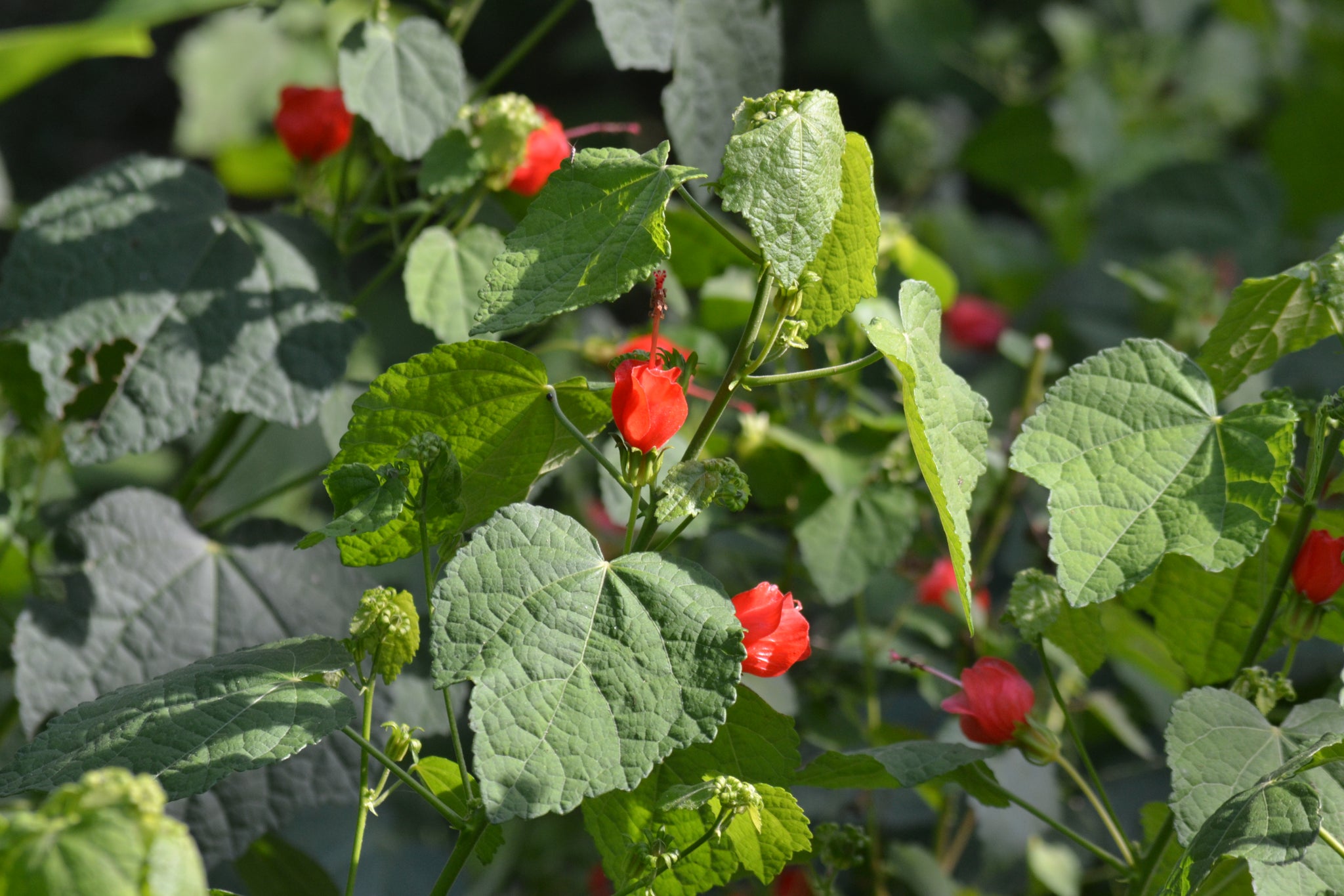 Malvaviscus arboreus var. drummondii (Turk's Cap) – Eco Blossom Nursery